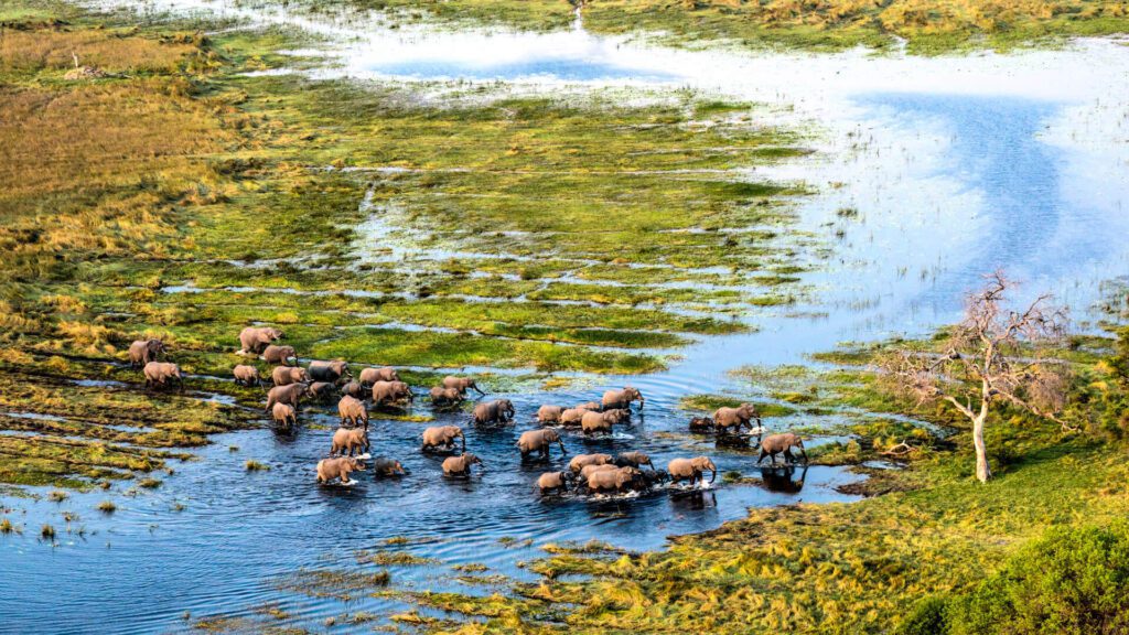 Great Plains Botswana Elephants crossing Delta channel