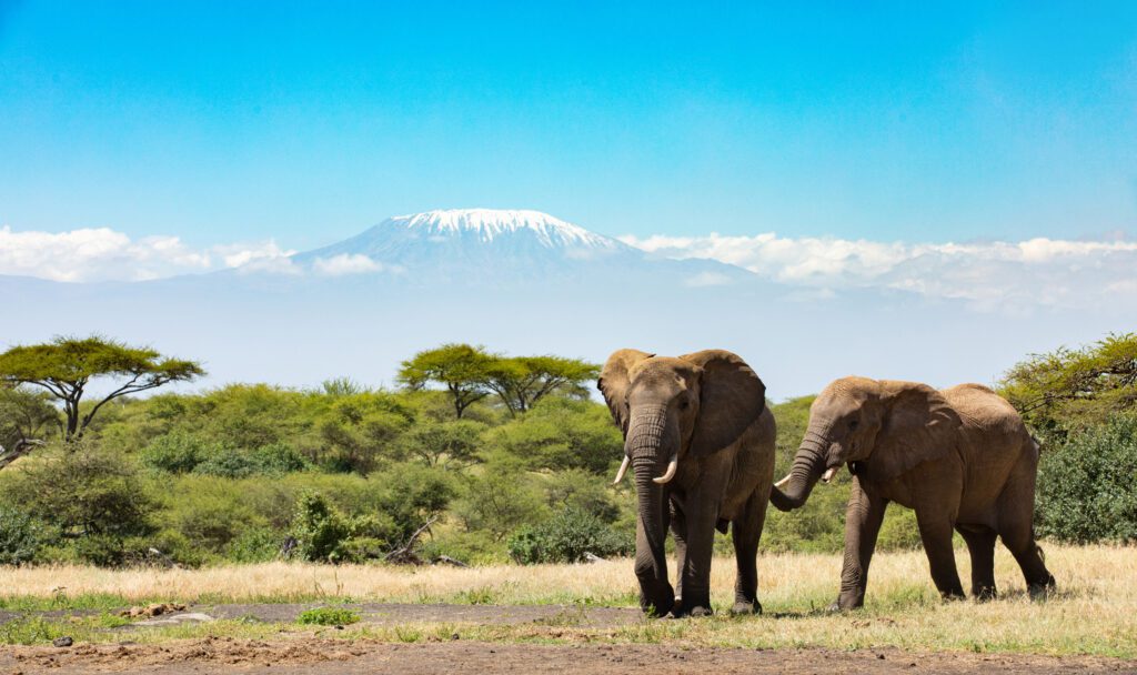 Great Plains ol Donyo Lodge elephants infront of Kilimanjaro