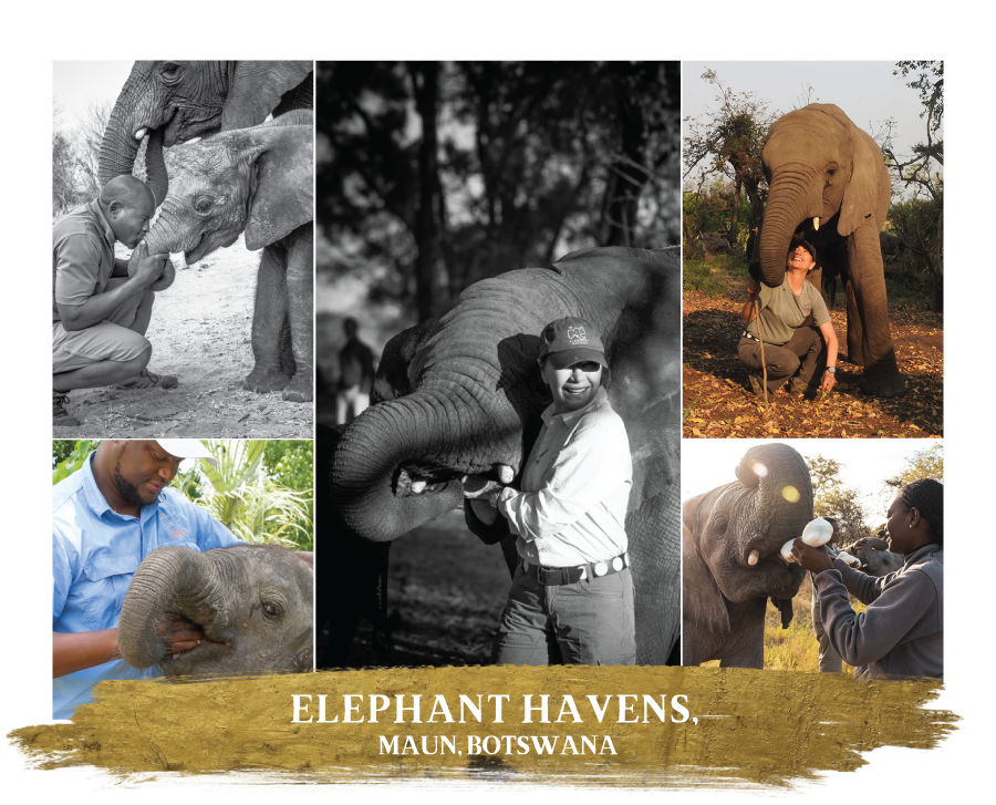 2025GP Collective Elephant Havens