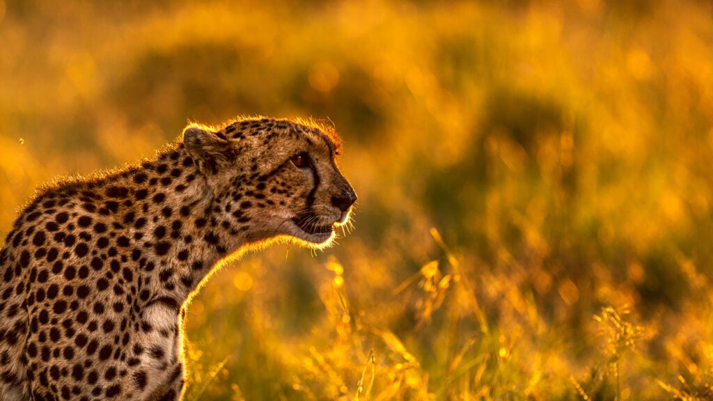 Great Plains Conservation Bevelry Jourbet Auras of Gold
