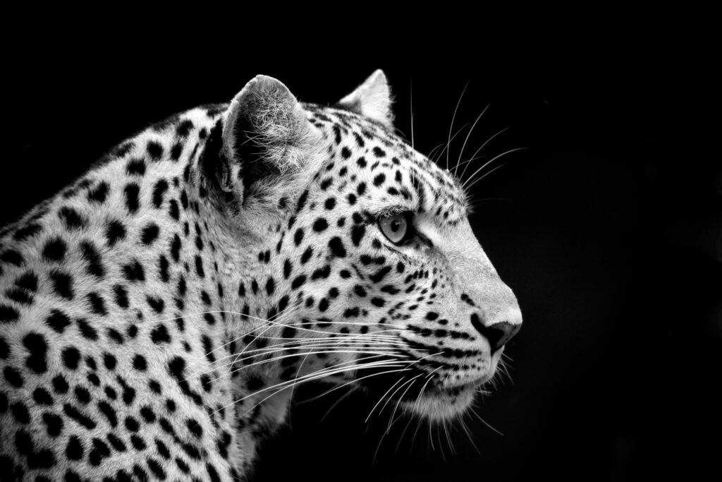 Great Plains Conservation Bevelry Jourbet Legadema Portrait