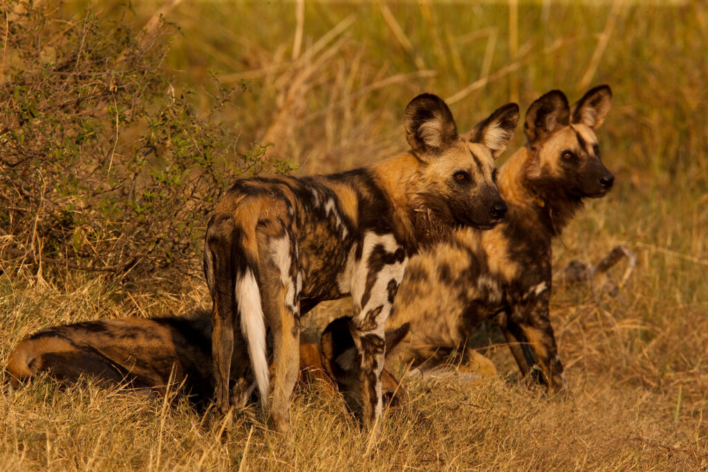 Great Plains Sapi Rewild Beverly Joubert 2