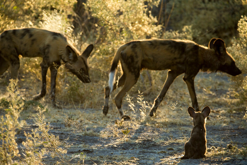 Great Plains Sapi Rewild Beverly Joubert 3