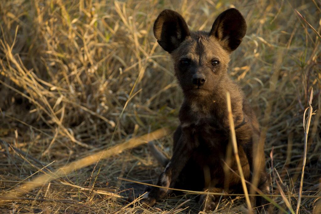Great Plains Sapi Rewild Beverly Joubert 4