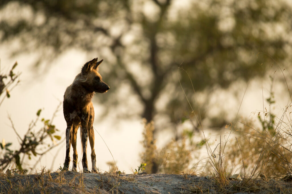 Great Plains Sapi Rewild Beverly Joubert 5