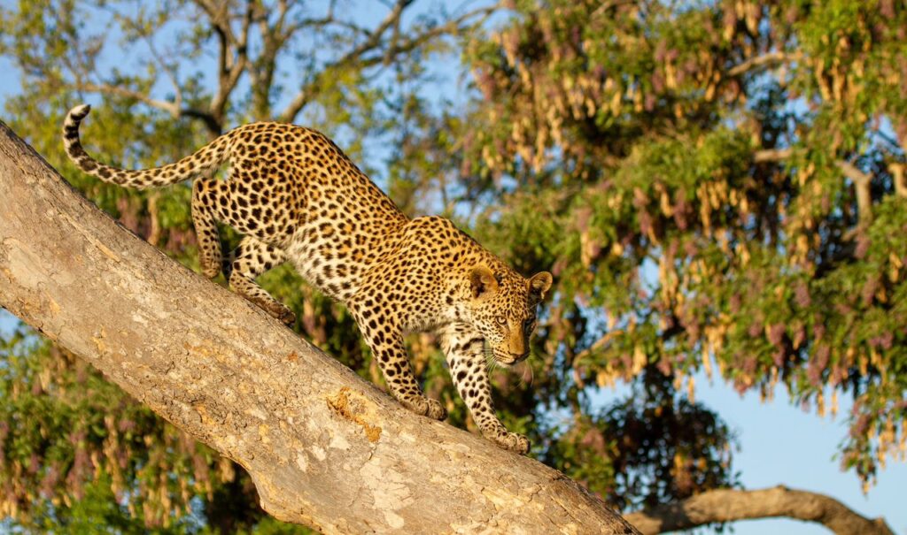 Great Plains Safari Sightings October 2025 Botswana 10