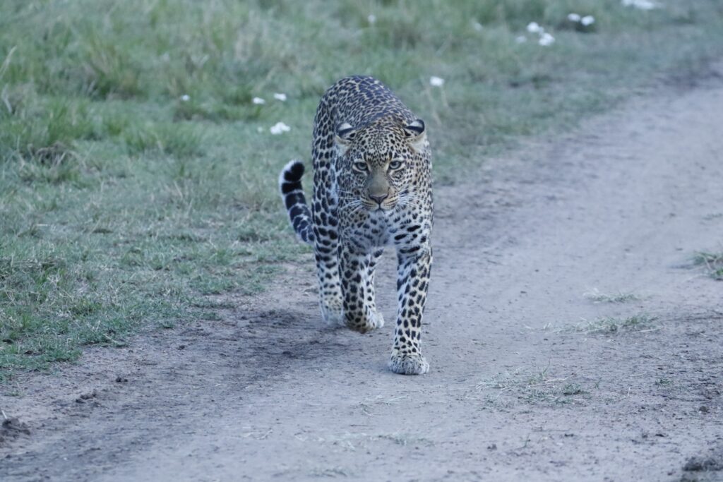 Great Plains Safari Sightings October 2025 Botswana 11