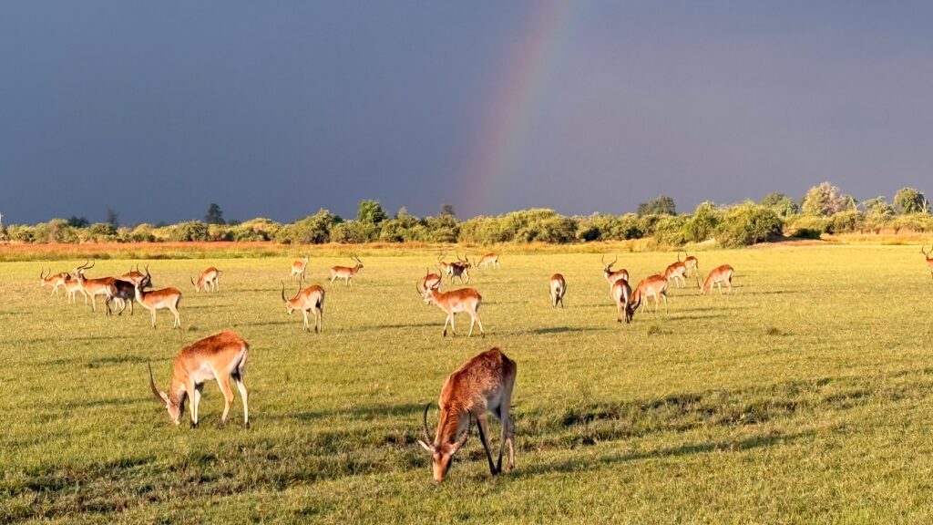 Great Plains Safari Sightings October 2025 Botswana 12 Great Plains Safari Sightings October 2025 Botswana 12