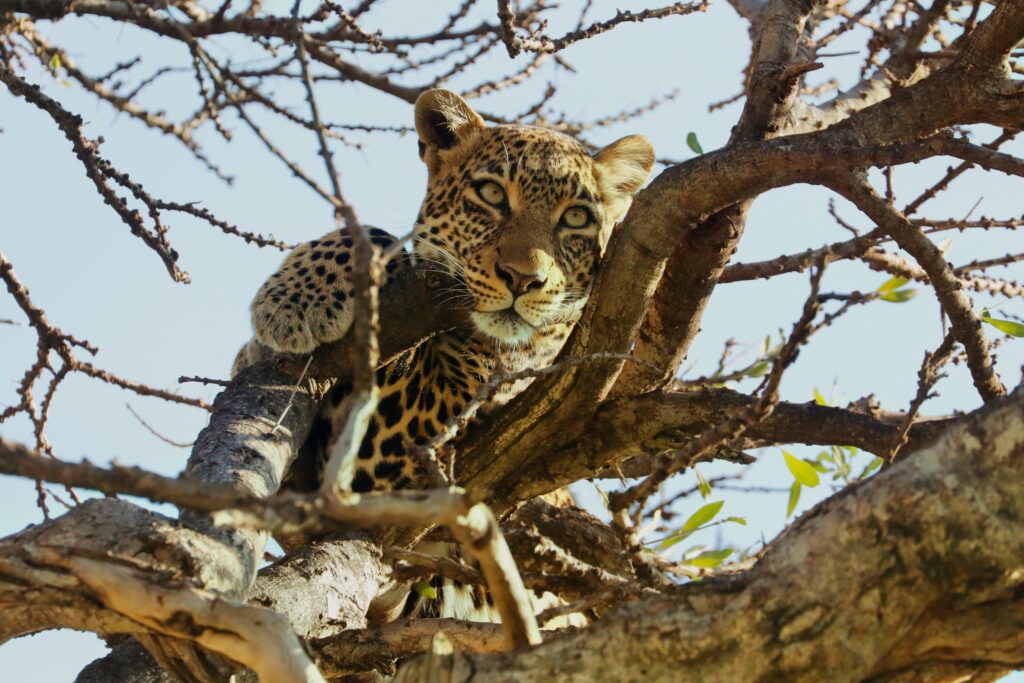 Great Plains Safari Sightings October 2025 Botswana 13