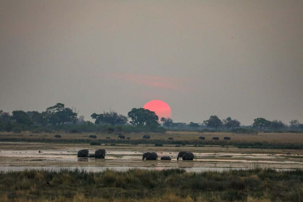 Great Plains Safari Sightings October 2025 Botswana 14