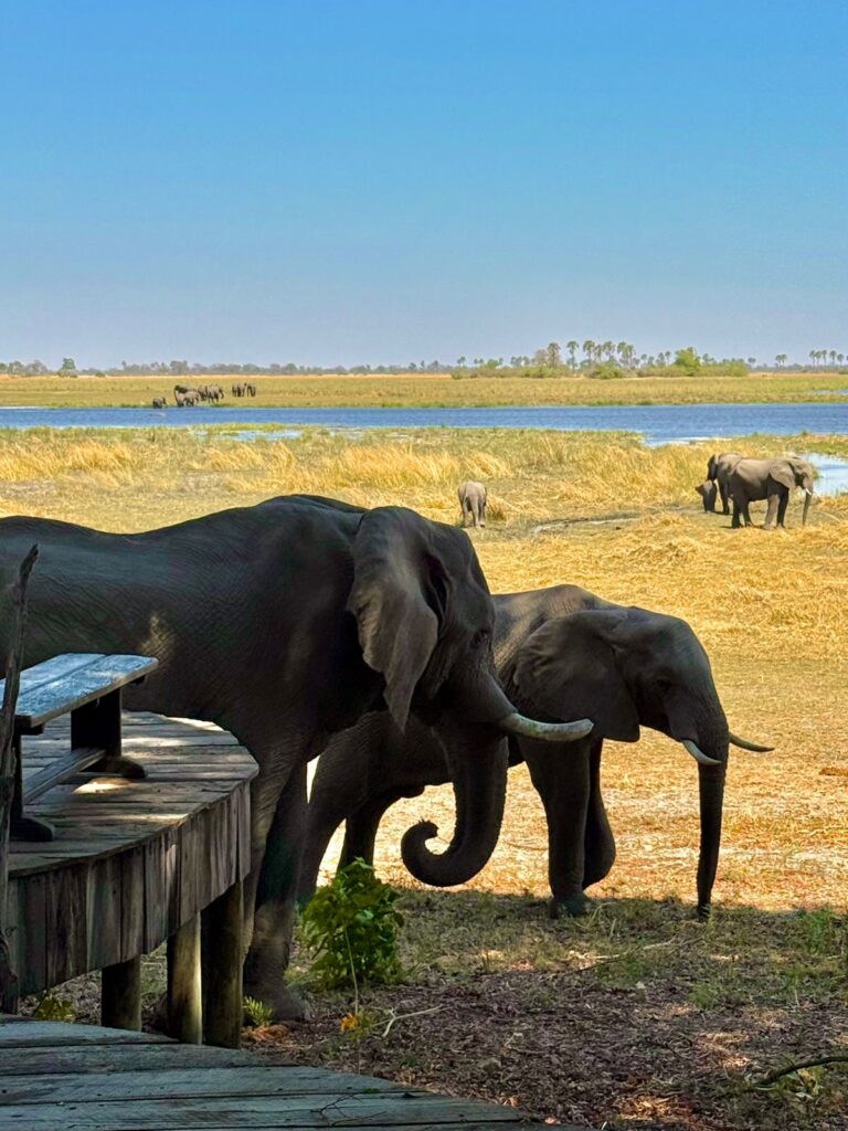 Great Plains Safari Sightings October 2025 Botswana 2