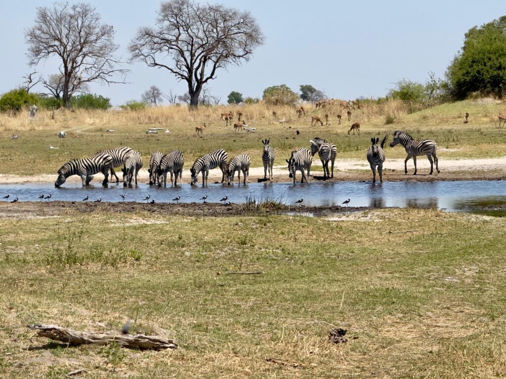 Great Plains Safari Sightings October 2025 Botswana 3