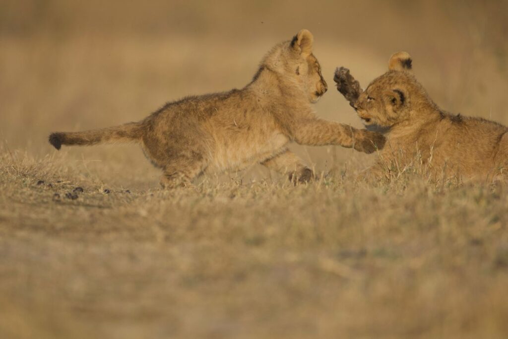 Great Plains Safari Sightings October 2025 Botswana 4