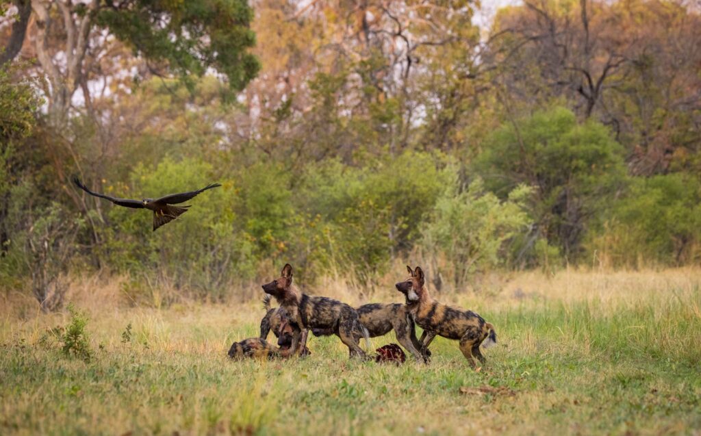 Great Plains Safari Sightings October 2025 Botswana 5