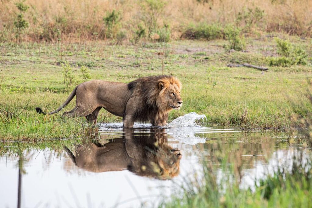 Great Plains Safari Sightings October 2025 Botswana 6