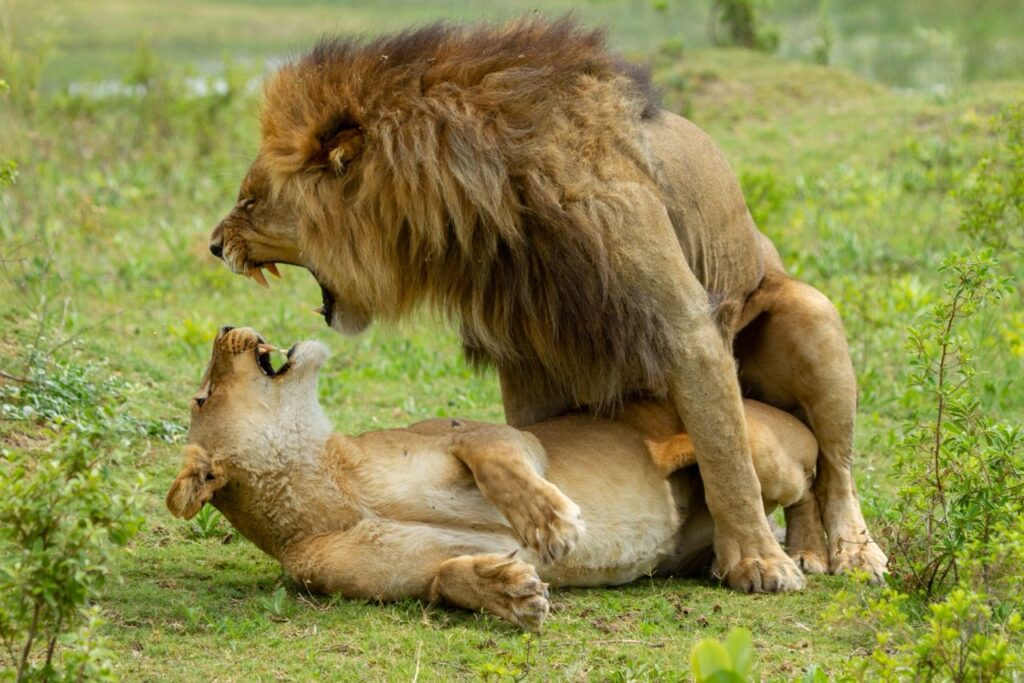 Great Plains Safari Sightings October 2025 Botswana 7