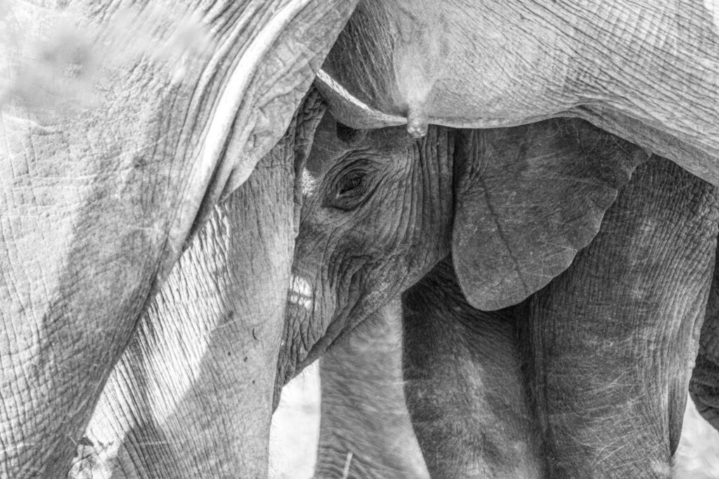 Great Plains Safari Sightings October 2025 Botswana 8