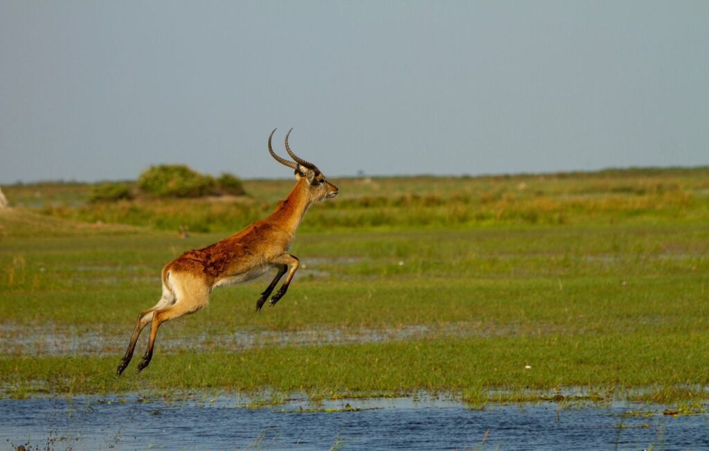 Great Plains Safari Sightings October 2025 Botswana 9