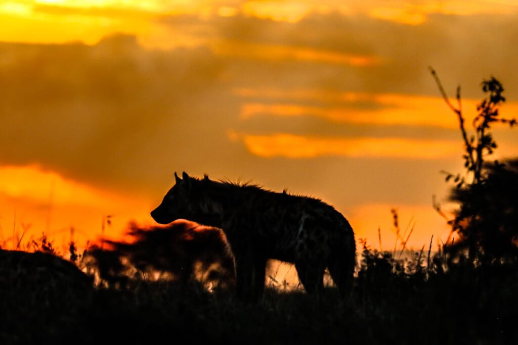Great Plains Safari Sightings October 2025 Kenya 1