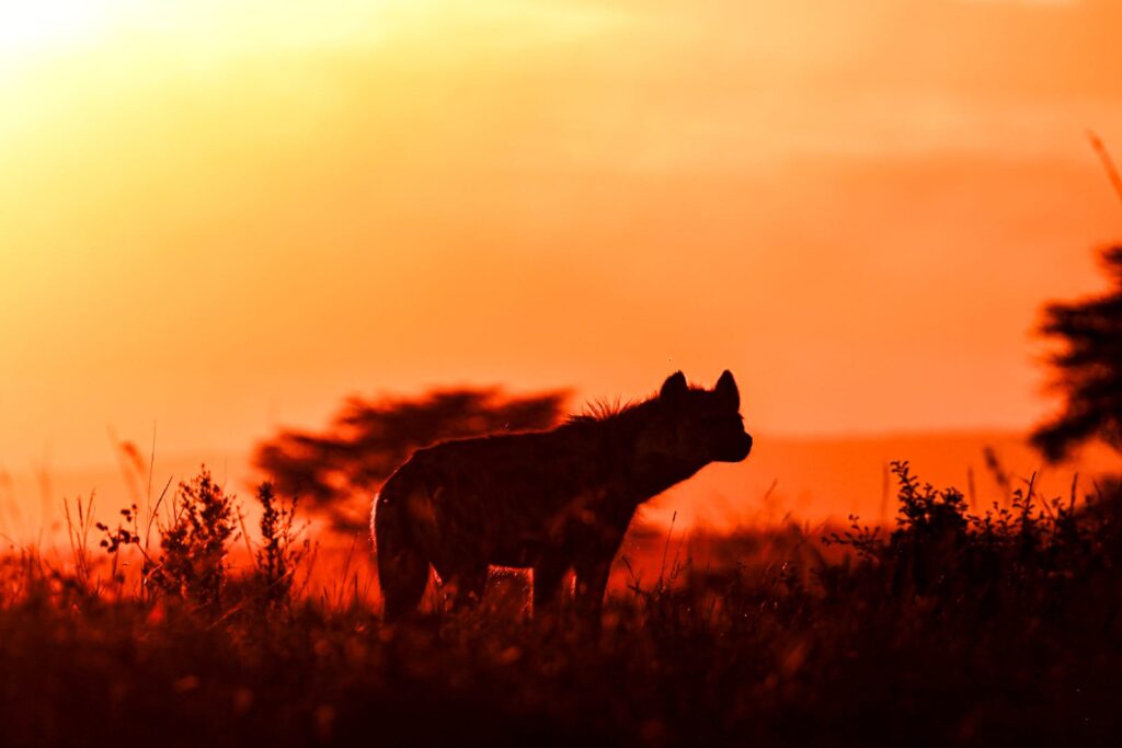 Great Plains Safari Sightings October 2025 Kenya 2