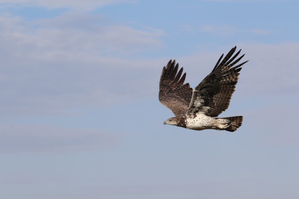 Great Plains Safari Sightings October 2025 Kenya 3