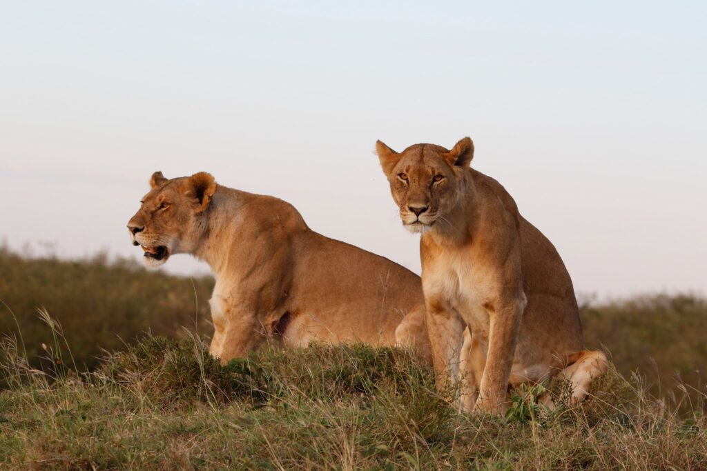 Great Plains Safari Sightings October 2025 Kenya 4