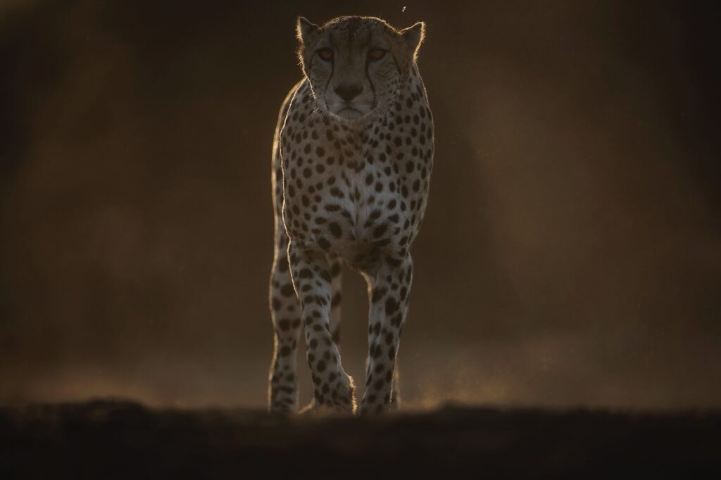 Great Plains Safari Sightings October 2025 Kenya Marius Coetzee 1