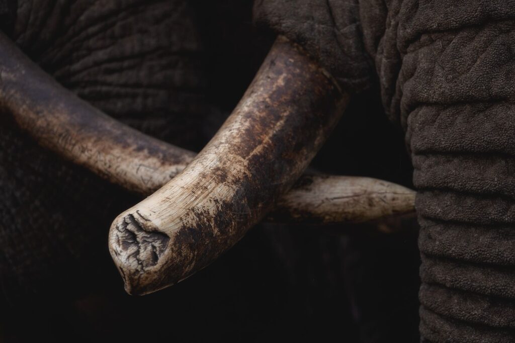 Great Plains Safari Sightings October 2025 Kenya Marius Coetzee 2