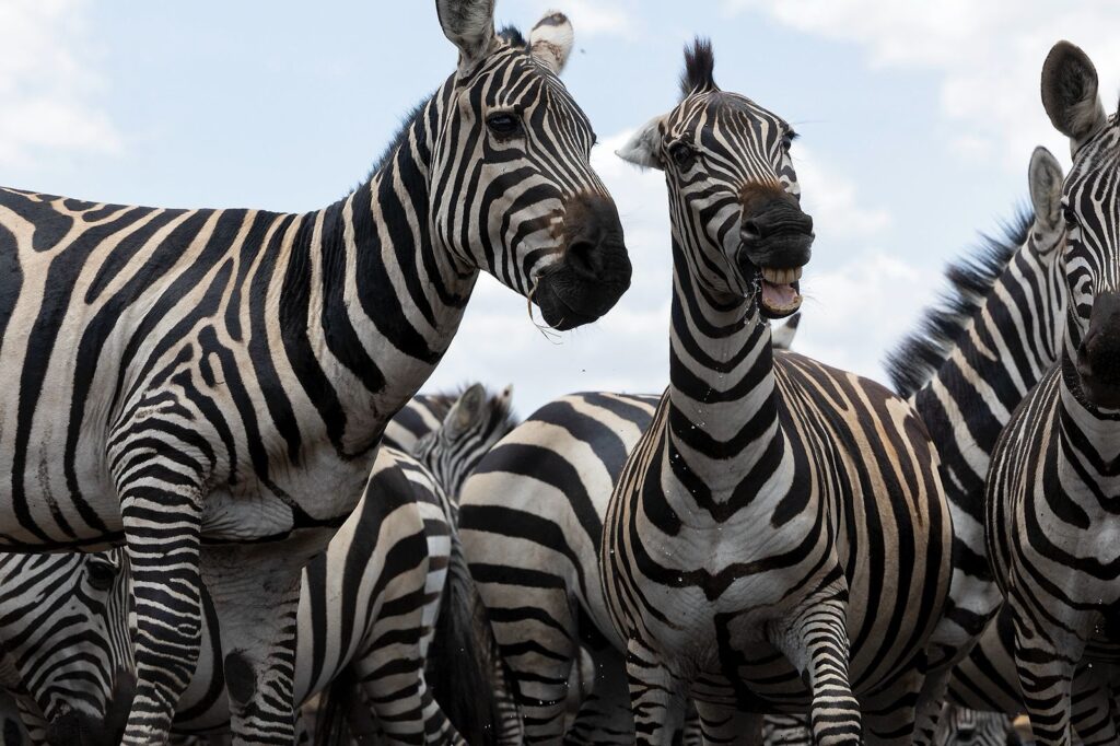 Great Plains Safari Sightings October 2025 Kenya Marius Coetzee 4
