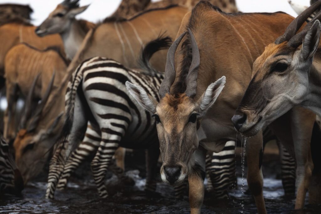 Great Plains Safari Sightings October 2025 Kenya Marius Coetzee 5