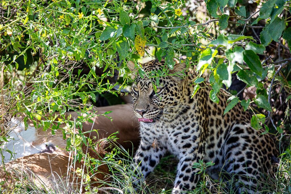 Great Plains Conservation Safari Sightings May