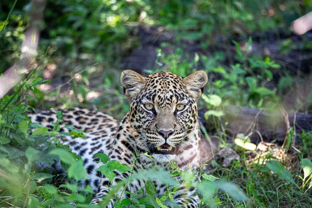 Great Plains Conservation Safari Sightings May