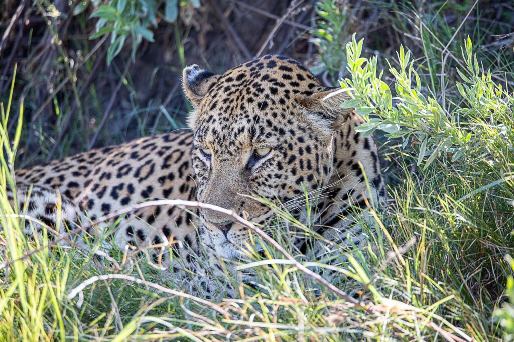 Great Plains Conservation Safari Sightings May