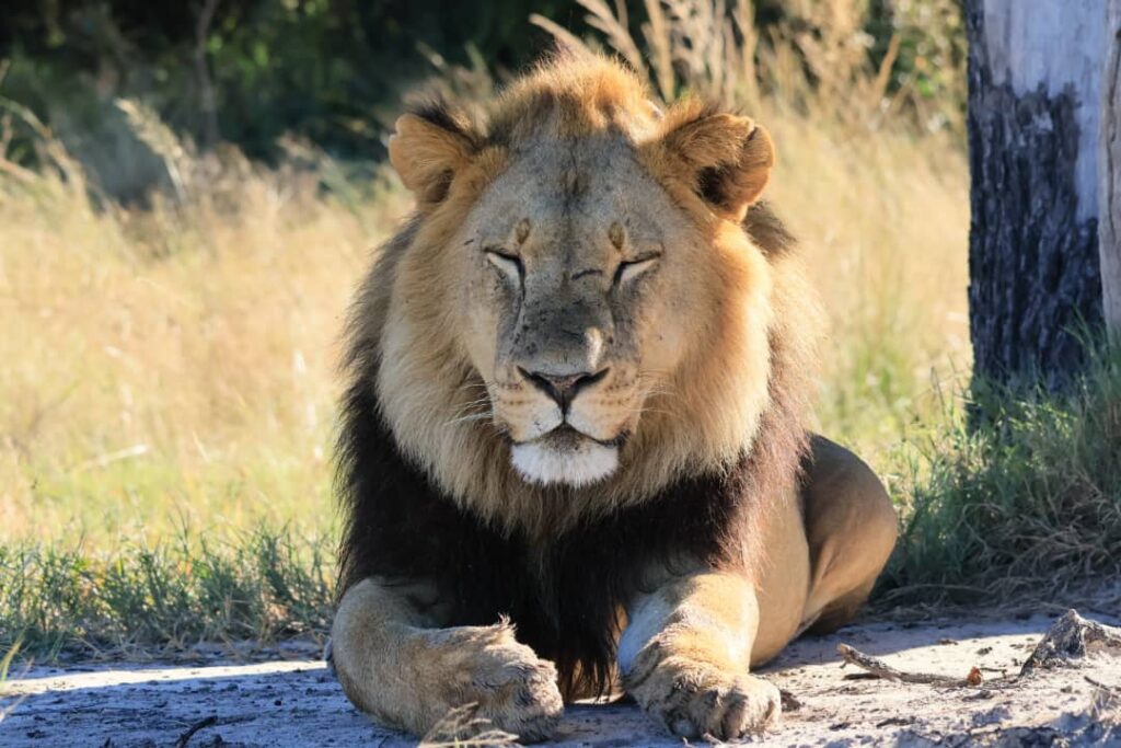Great Plains Conservation Safari Sightings May