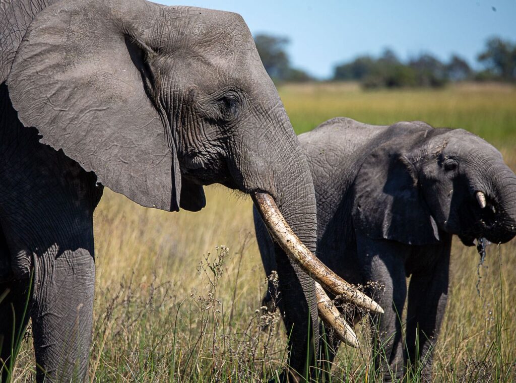 Great Plains Conservation Safari Sightings May