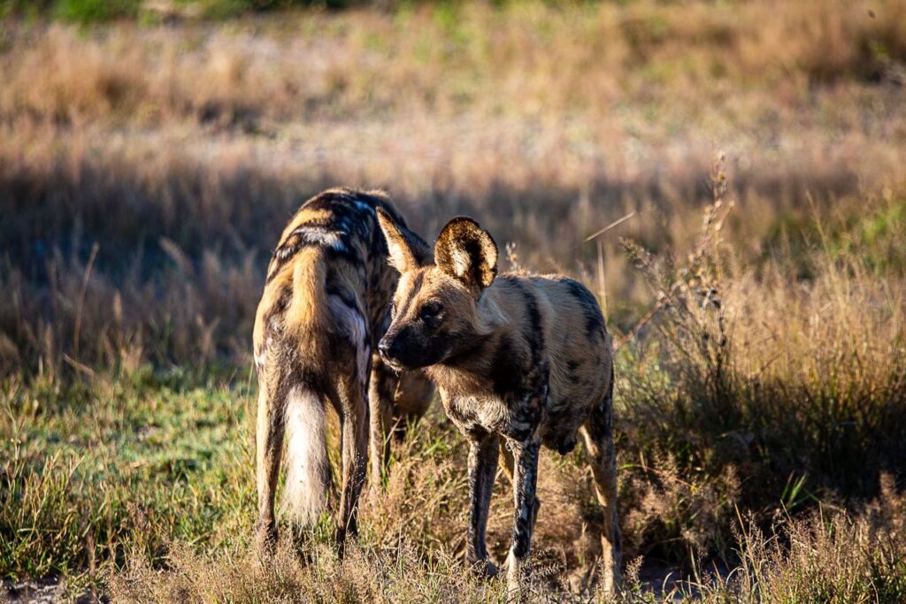 Great Plains Conservation Safari Sightings May
