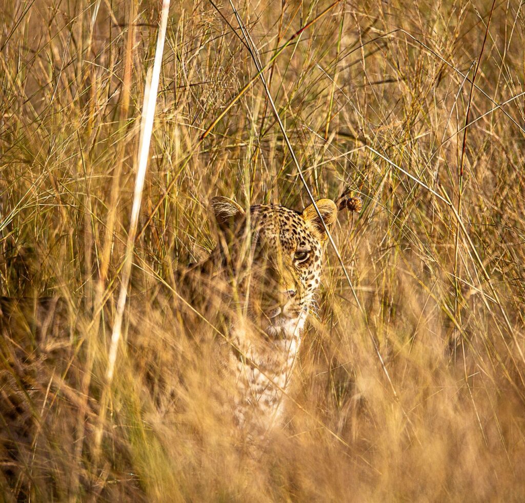 Great Plains Conservation Safari Sightings May