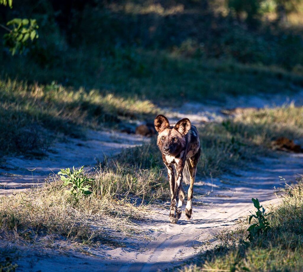 Great Plains Conservation Safari Sightings May
