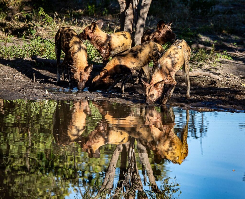 Great Plains Conservation Safari Sightings May