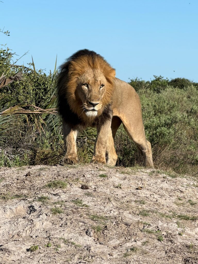 Great Plains Conservation Safari Sightings May