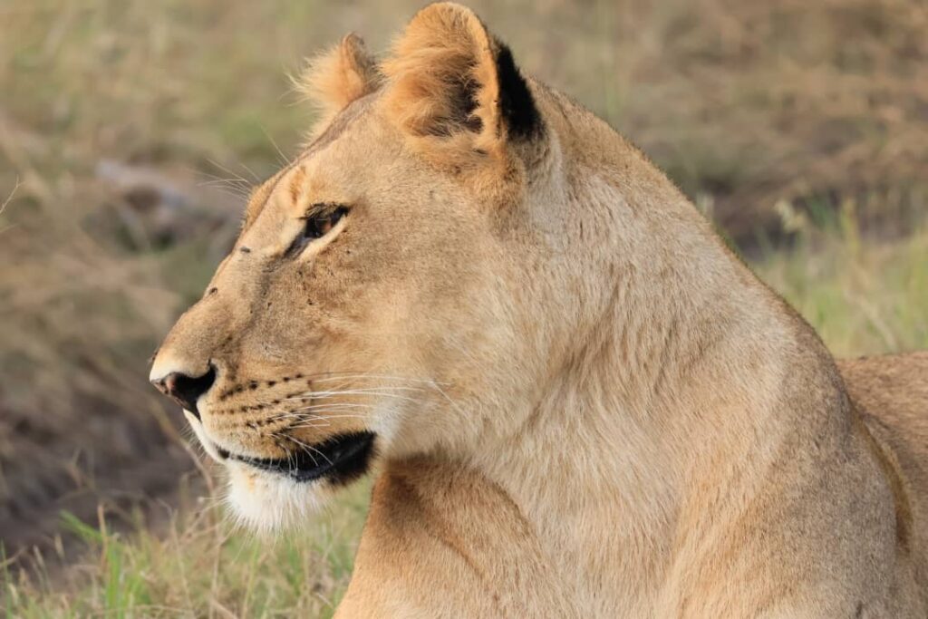 Great Plains Conservation Safari Sightings May