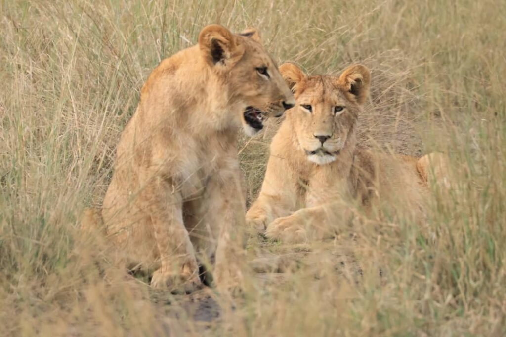 Great Plains Conservation Safari Sightings May