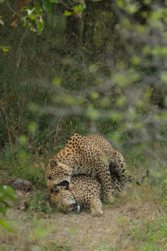Great Plains Conservation Safari Sightings May