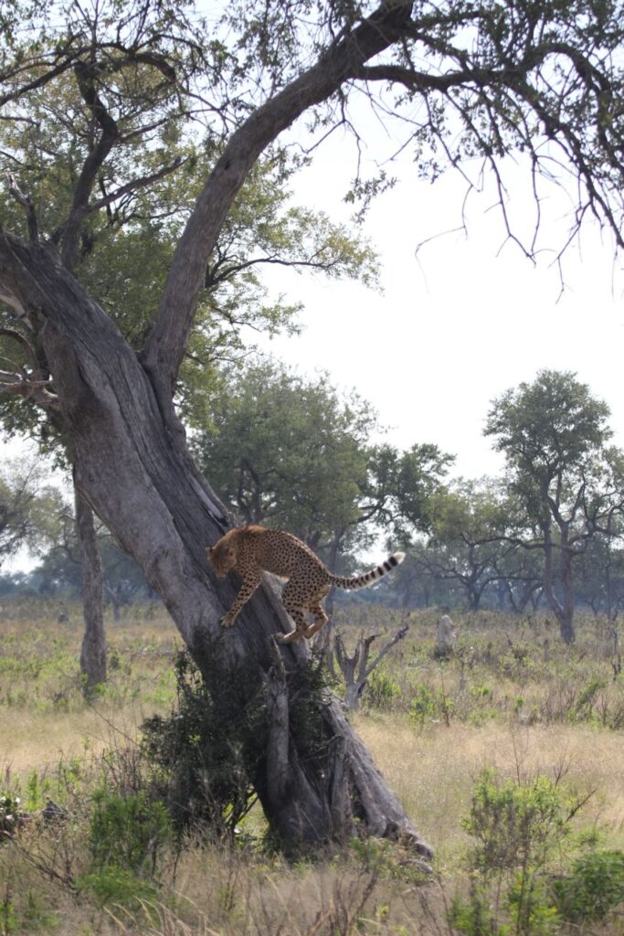 Great Plains Conservation Safari Sightings May