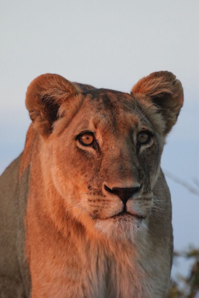 Great Plains Conservation Safari Sightings May