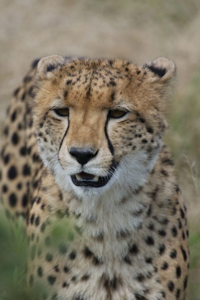 Great Plains Conservation Safari Sightings May