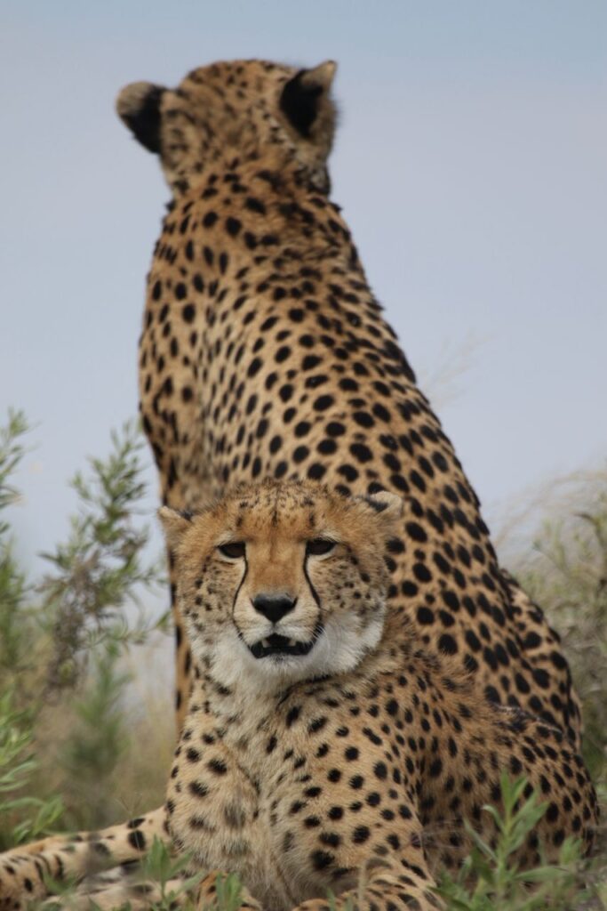 Great Plains Conservation Safari Sightings May