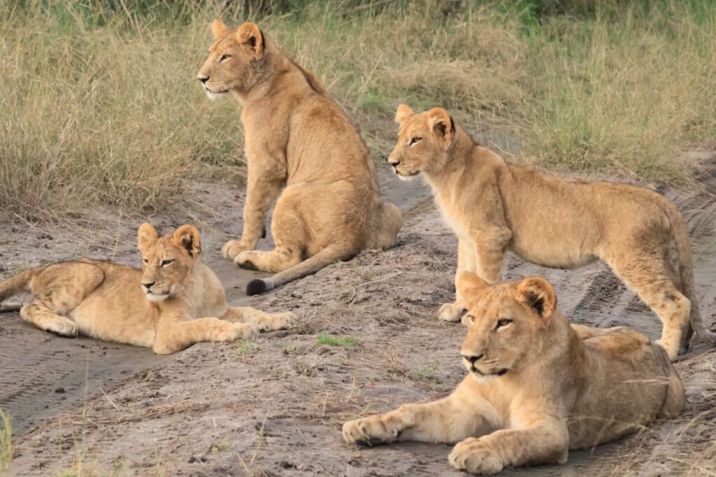 Great Plains Conservation Safari Sightings May
