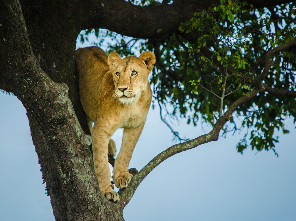 Great Plains Conservation Mara Toto Tree Camp