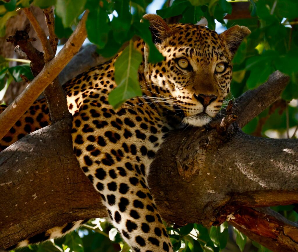 Great Plains Safari sightings June